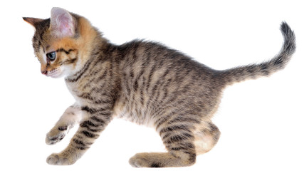 Shorthair brindled kitten playful isolated.