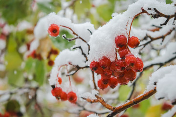 Hawthorn branch in the snow.