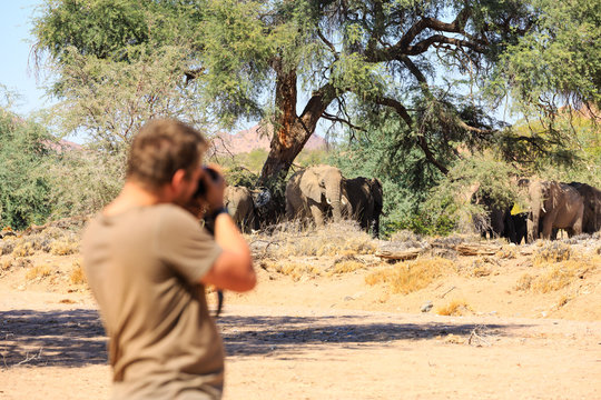 Mann fotografiert Elefanten (Loxodonta africana) im Aba Huab Trockenflussbett