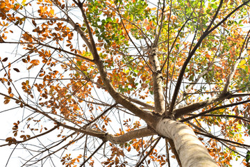 Background yellow leaves in spring.