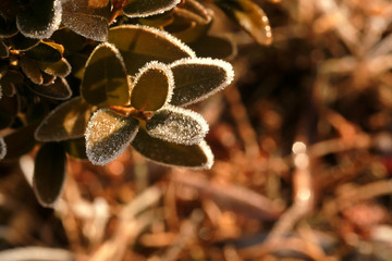 boxwood leaves closeup covered with hoarfrost