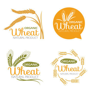 Yellow paddy Wheat rice organic grain products and healthy food banner sign vector set design