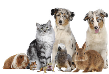 Haustiergruppe mit Hund, Katze und Nager, Papagei, Leguan freigestellt auf weiß