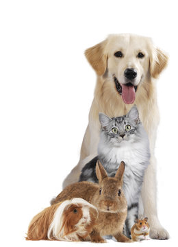 Haustiergruppe mit Hund, Katze und Nager freigestellt auf weiß