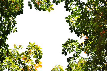 Background yellow leaves in spring.