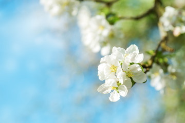 blurred apple tree background. Spring flowers on beautiful sunny day