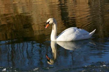 single white Swan on the river in winter