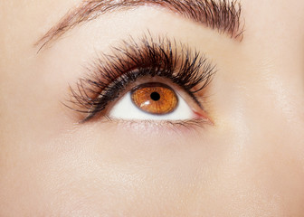 Obraz premium Brown Eye Makeup. Beautiful Eyes Make up detail, perfect beauty eyebrows