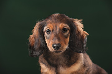 Healthy young longhaired dachshund dog puppy