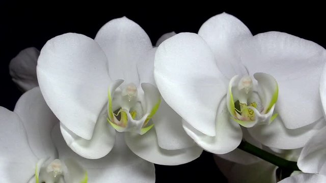 The branch of white orchid on black background