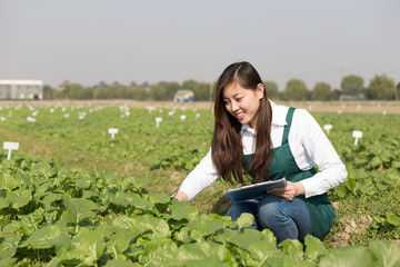 Naklejka na ściany i meble young asian woman in green vegetable field