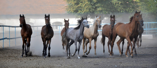 The herd of horses running at the stables, raising dust