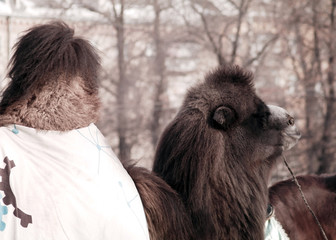 Camel standing in the park in  cloak in the winter