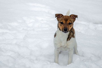 Jack Russel Terrier im Schnee