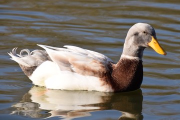 139 Eine männliche Ente ist auf der Suche nach einer Frau am Ende des Winters.