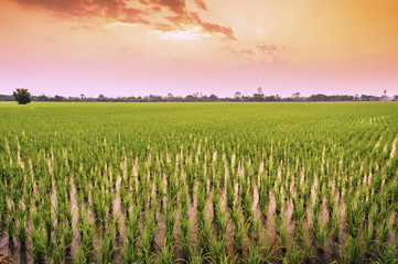 Landscape rice farm of farmers