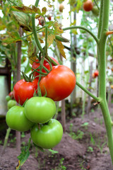 tomatoes ripening on the vegetable garden of the summer.