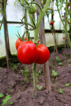 tomatoes ripening on the vegetable garden of the summer.