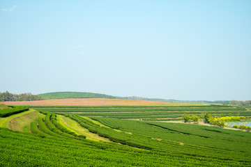 Fototapeta na wymiar Green tea plantation with sky