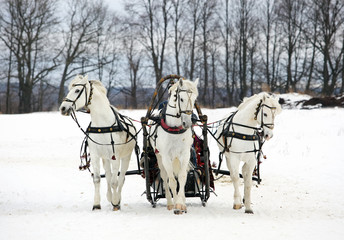 Fototapeta na wymiar The Russian troika - three of horses in sledge