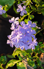 Purple flower on the garden background,evening light
