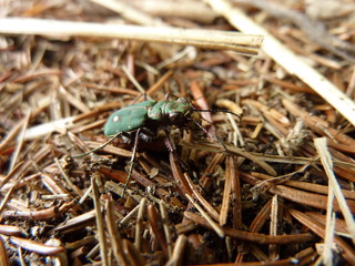 Feld-Sandlaufkäfer, Cicindela campestris, auf Fichtennadeln, Lago Maggiore, Italien