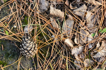 Pine cone on ground in winter