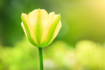 Yellow tulip on the background of green grass close-up.