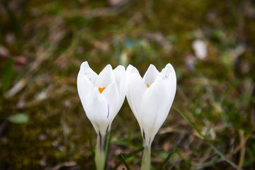 krokus liebe zwei