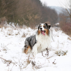 Amazing australian shepherd in winter