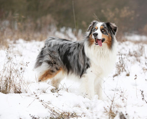 Amazing australian shepherd in winter