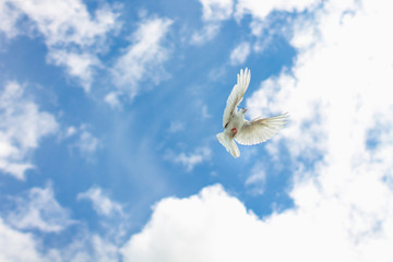 a dove flying in the blue sky