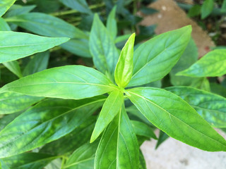 fresh herbal plant leaves Andrographis paniculata