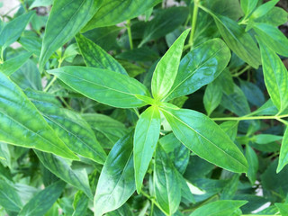 fresh herbal plant leaves Andrographis paniculata