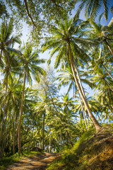 Fototapeta premium Parks in Thailand