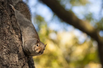 Squirrel in Hyde Park