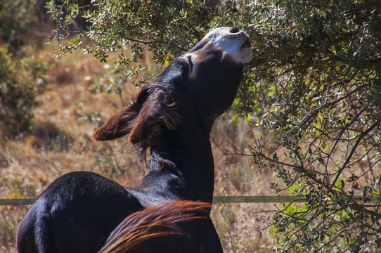 Burro zamorano desbroza ramas de encina