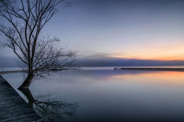 L'Albero nell'acqua