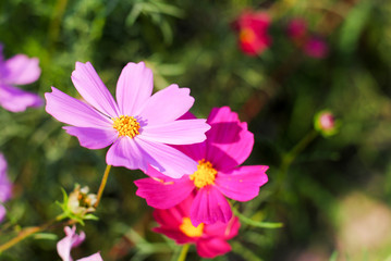 pink cosmos flowers background wallpaper nature summer 
