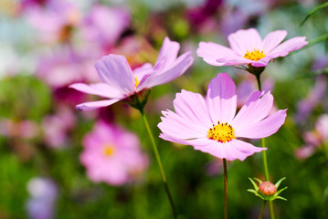pink cosmos flowers background wallpaper nature summer 
