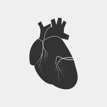 heart human vector