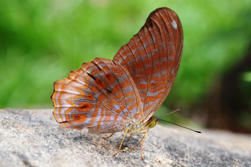 Close up butterfly on ground with green background