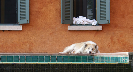 Sleepy dog laying down by the pool