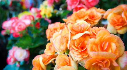 Orange begonia flowers in the garden