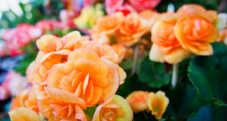 Orange begonia flowers in the garden