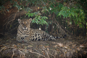 American jaguar is resting under the tree in the nature habitat, panthera onca, wild brasil, brasilian wildlife, pantanal, green jungle, big cats