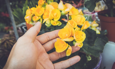 Hand touching yellow begonia flowers