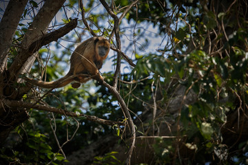 howler monkey on a tree in brazilian pantanal/in the nature habitat/monkey in the jungle/south american wildlife/wild brazil