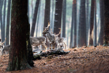 Herd of fallow deer in rainy pine tree forest.