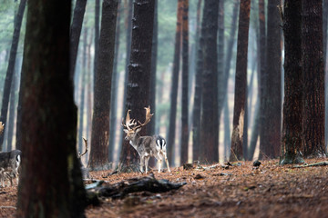 Fototapeta premium Group of fallow deer in rainy forest.